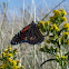 Monarch butterfly