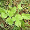 Broad-leaved Dock