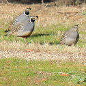 California Quail