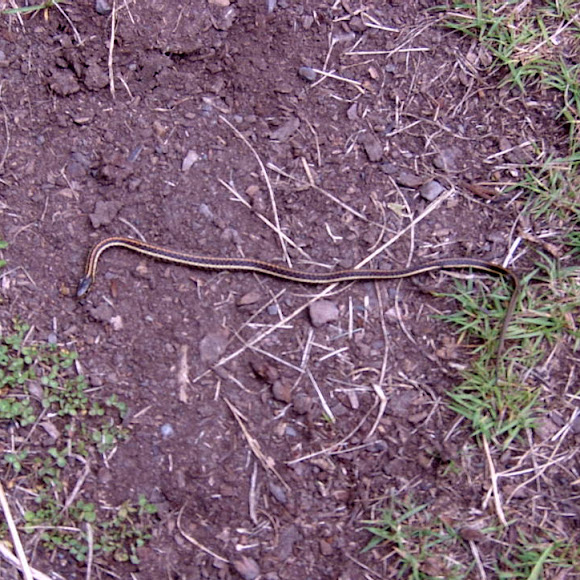 Spotting Image 1