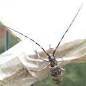 Longhorn borer