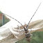 Longhorn borer