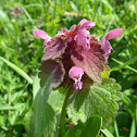 Red Deadnettle