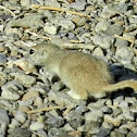 Round-tail Ground Squirrel