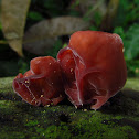 Auricularia auricula-judae
