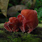 Auricularia auricula-judae