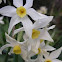 Jonquil