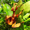 Spiny leaf insect (Macleay's Phasmid)
