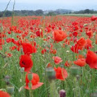 Papaver rhoeas