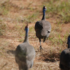 Helmeted Guineafowl