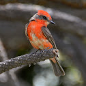 Vermilion Flycatcher