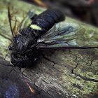 Elm Sawfly