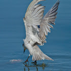Whiskered Tern