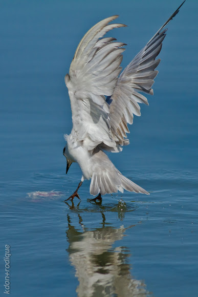 Spotting Image 1