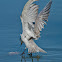Whiskered Tern
