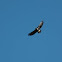 Common buzzard