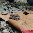 Copperhead