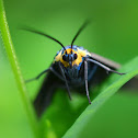 Ctenucha Moth