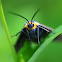 Ctenucha Moth