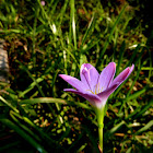 Pink Rain Lily