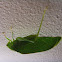 Gum-leaf Katydid