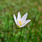 crocus