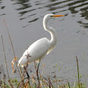 Great Egret
