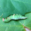 Wavy-lined Heterocampa