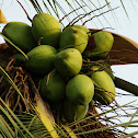 Coconut palm