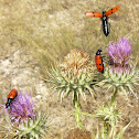 mylabris quadripunctata