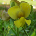 Hairypod Cowpea