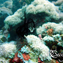 Spider Crab