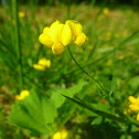 Birdsfoot Trefoil