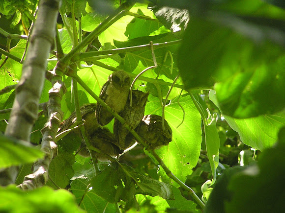 Spotting Image 1