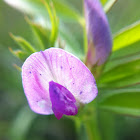 Purple Vetch