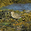 European Golden Plover (juvenile)