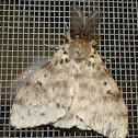 Asian Gypsy Moth