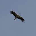 White Stork