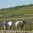 Draft Horse