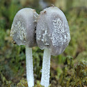 Fungi~