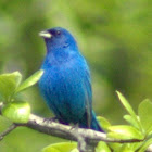 Indigo Bunting