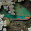 Bicolour Parrotfish
