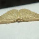 Geometer Moth