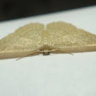 Geometer Moth