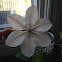 White Clematis