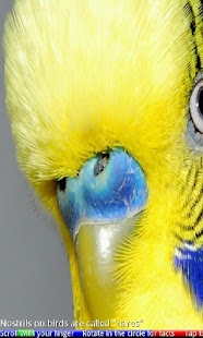 How to install Animal Noses 1 FREE 15.05.21 apk for bluestacks