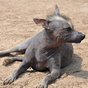Perro Calato/Calato Dog