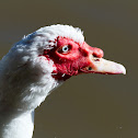 Muscovy Duck