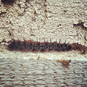 Mourning Cloak