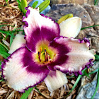 Daylily 'Blueberry Sundae'